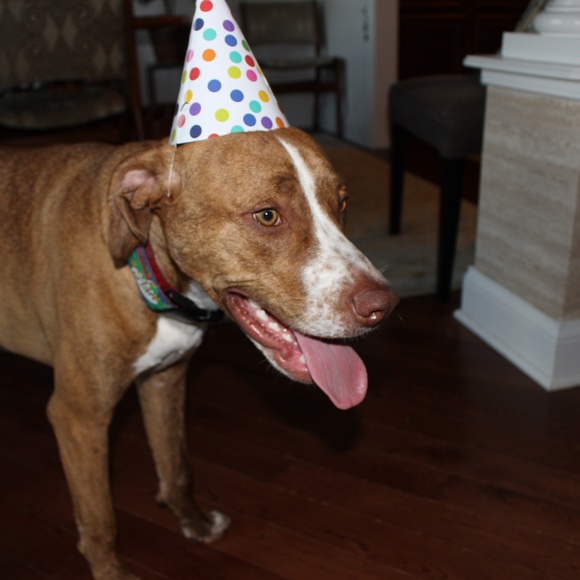 Meet your Posher, Ansley - Picture 3 of 8